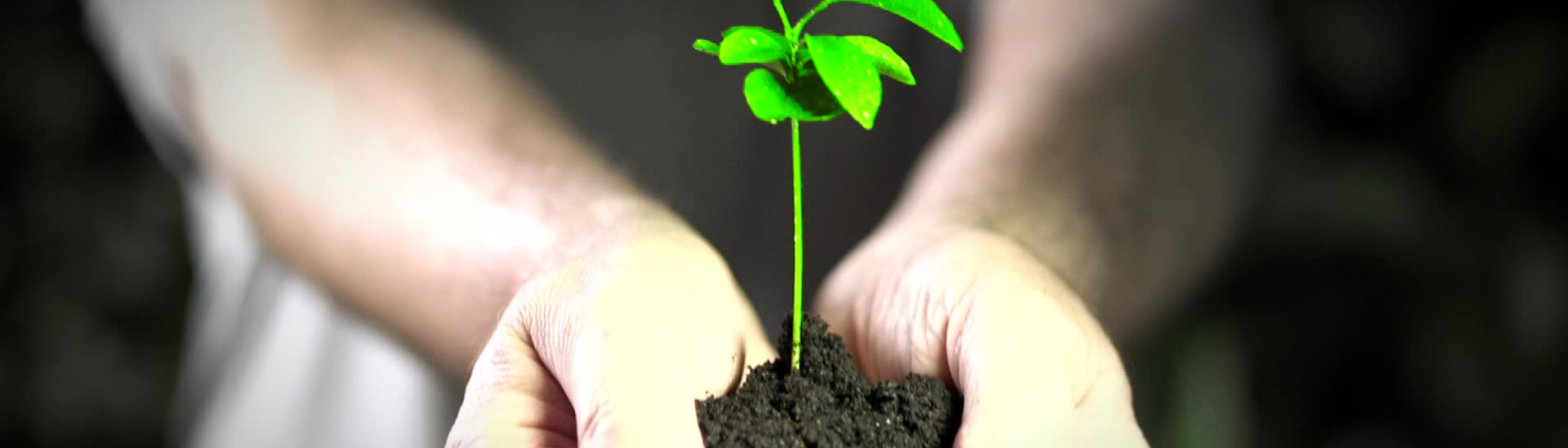 florida-issues-environment-single03